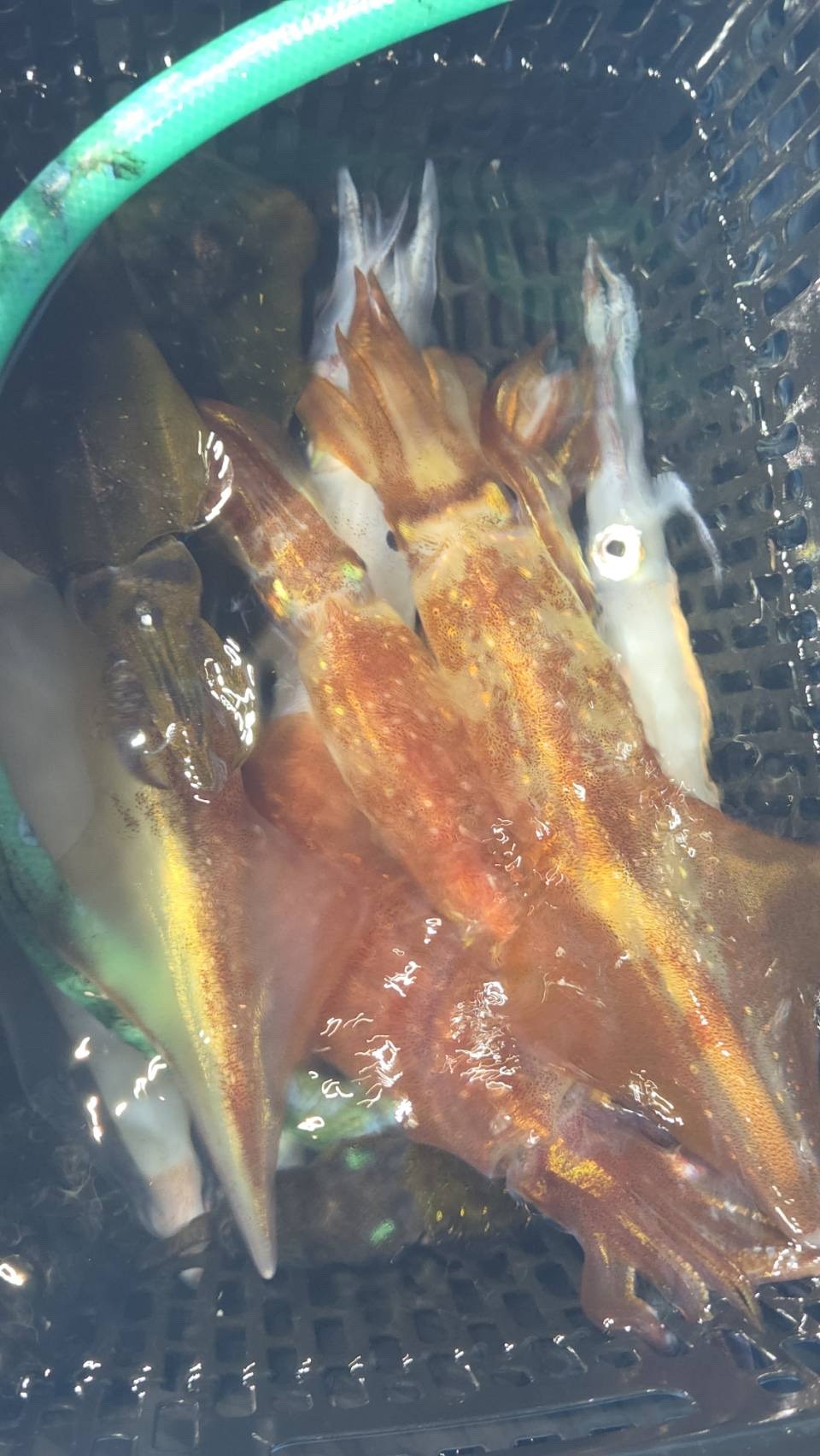 IMG_6632